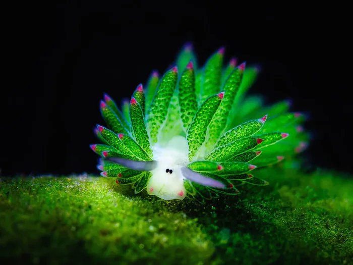 La babosa marina que “come luz”: el sorprendente caso del leaf sheep